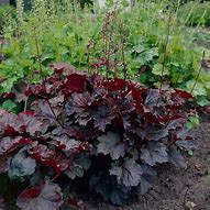 Image result for Heuchera micr. Palace Purple