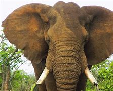 Image result for The Largest African Elephant Weighed
