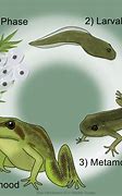 Image result for A Frog's Life