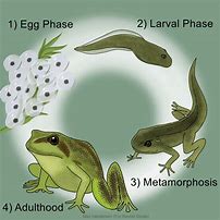 Image result for The Frog Life Cycle