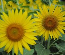 Image result for Yellow Quattron