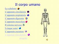 organi interni corpo umano ppt il corpo umano powerpoint presentation id 231434 organi interni corpo umano ppt il corpo umano powerpoint presentation id 231434