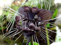 Image result for Bat Flower