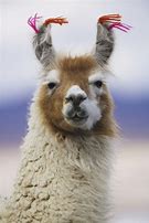 Image result for Llama Hair