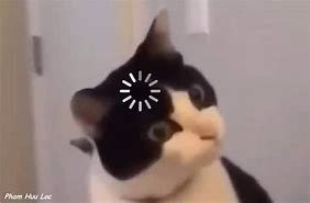 Image result for Confused Cat Meme Loading