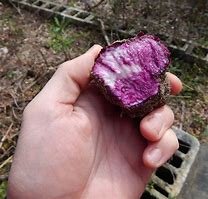 Image result for Ube Purple Yam