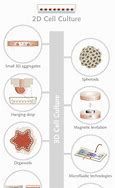 Image result for Monolayer Cell Culture