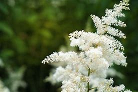 Image result for Astilbe Vision in White ® (Chinensis-Group)