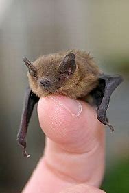 Image result for Pet Bat
