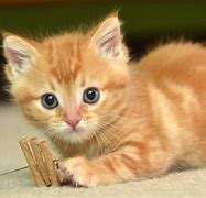Image result for Show Me a Picture of a Cute Baby Cat