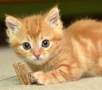 Image result for Best Cat Pics