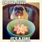 Image result for Happy New Year Funny Dog Memes