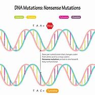Image result for Nonsense Mutation