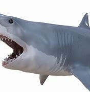 Image result for Great White Shark Shin Texture
