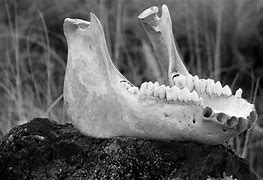 Image result for Hog Jaw Bone