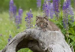 Image result for Purple Bobcat