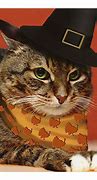 Image result for Thanksgiving Cat Pilgrim