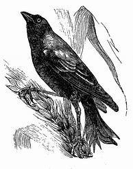 Image result for Vintage Halloween Crow Clip Art