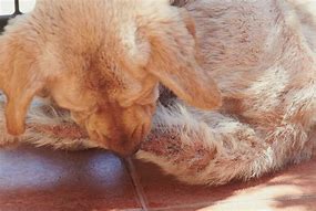 Image result for Scabies in Dogs