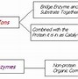 Image result for Where Are Enzymes in a Cell