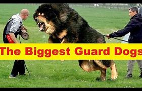 Image result for Tallest and Biggest Dog in the World