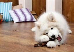 Image result for Dog Screaming in Pillow Meme