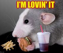 Image result for Human Rat Meme