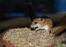 Image result for Smallest Mammal