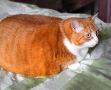 Image result for Fattest Animals