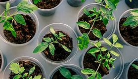 Image result for Clone Plants