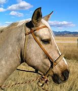 Image result for Horse Running