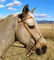 Image result for Glam Horse Photography