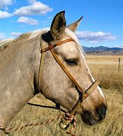 Image result for Rearing Horse Photography