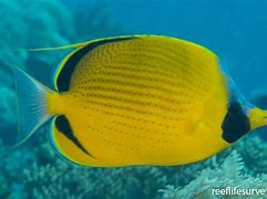 Image result for chaetodon