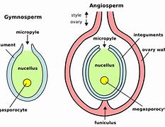 Image result for Fusion of Gametes in Plants
