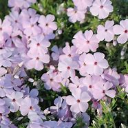 Afbeeldingsresultaten voor Phlox douglasii Lilac Cloud
