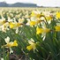 Image result for Narcissus Topolino