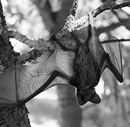 Image result for Weird Bat Species