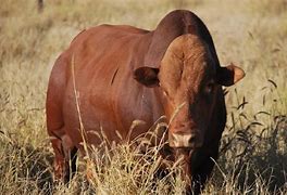 Image result for african cattle breeds