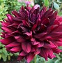 Image result for Holly Hill Gloria Dahlia