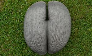 Image result for Largest Seed in the World