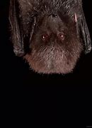 Image result for Vampire Bat Glasses