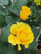 Image result for Midas Touch Rose Hybrid Tea