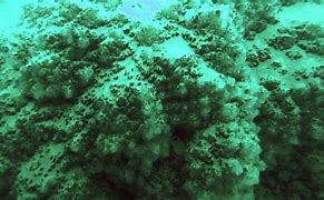 Image result for Dead Sea Underwater