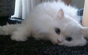 Image result for cotton_cat