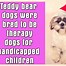 Image result for Teddy Bear Dog