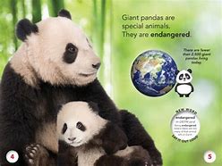 Image result for World of Panda Bears Book