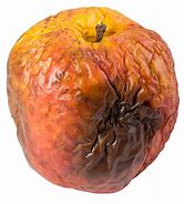 Image result for Apple Rotted