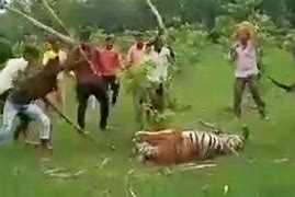 Image result for Family Dog Gets Mauled by Tiger