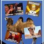 Image result for Wednesday Hump Day Camel Meme